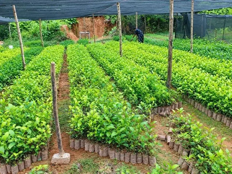 Tea Plant