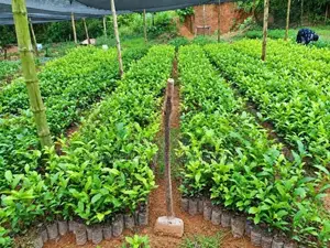 Tea Plant