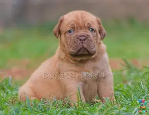 Dogue De Bordeaux (french Mastiff) Puppies