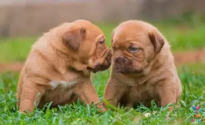 Dogue De Bordeaux (french Mastiff) Puppies