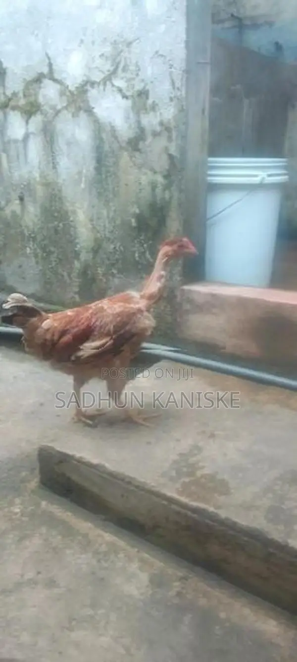 Gamkukulu Petaw