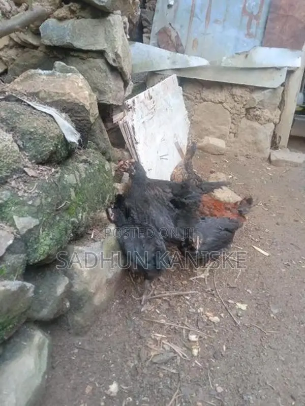 Gamkukulu Petaw