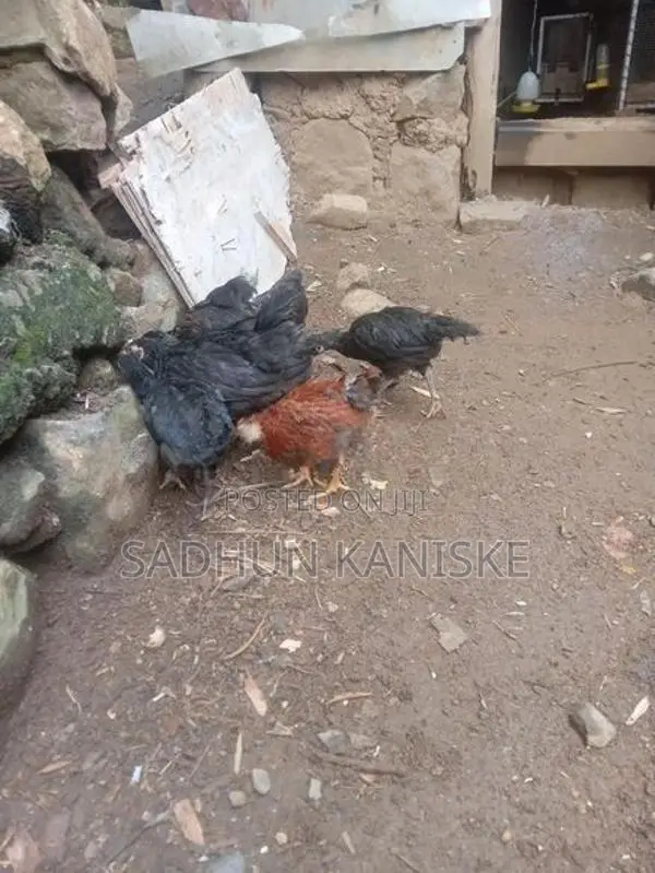 Gamkukulu Petaw
