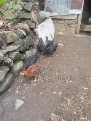 Gamkukulu Petaw