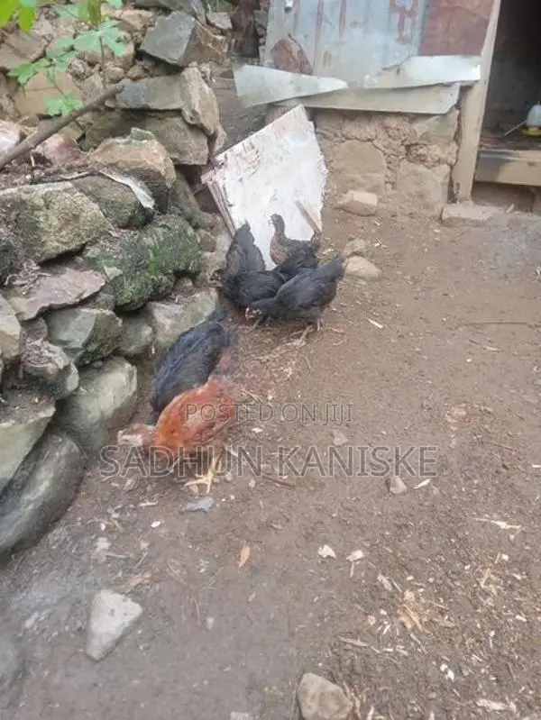 Gamkukulu Petaw