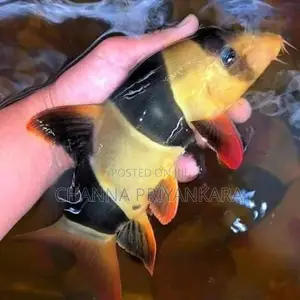 Clown Loach
