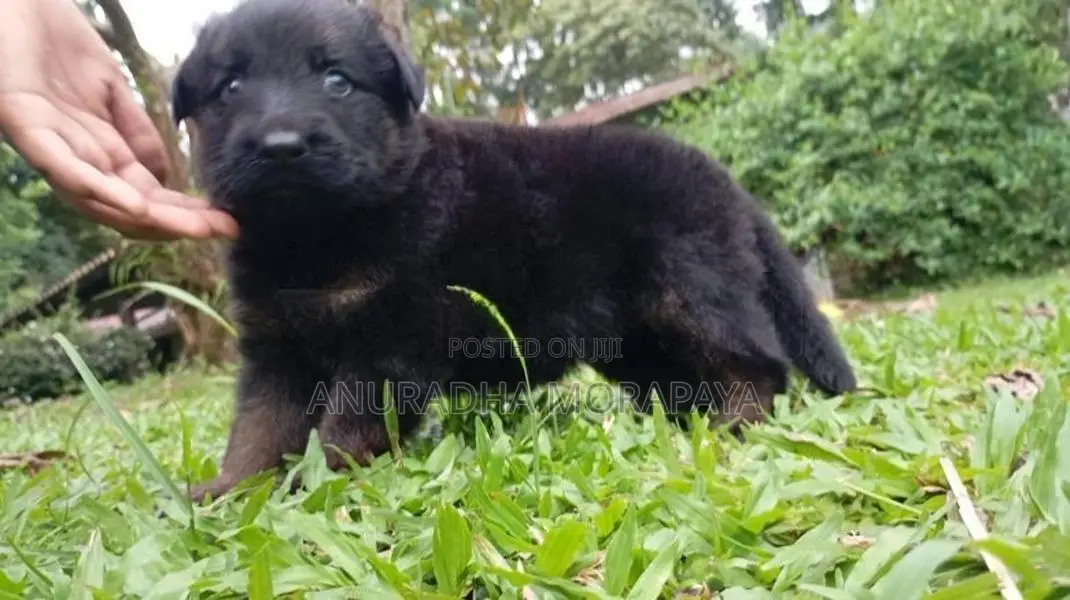 German Shepherd