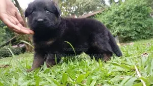 German Shepherd