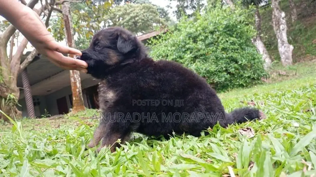 German Shepherd