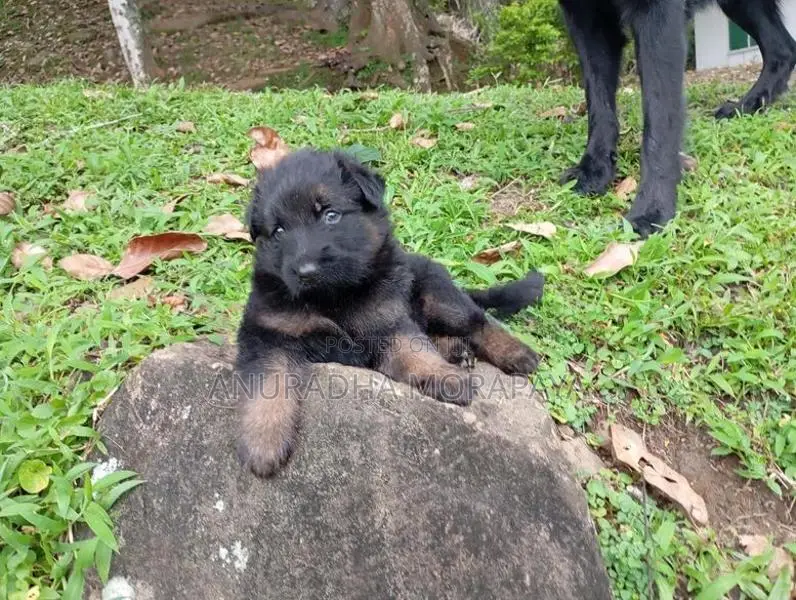 German Shepherd