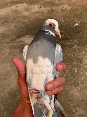 Pigeon