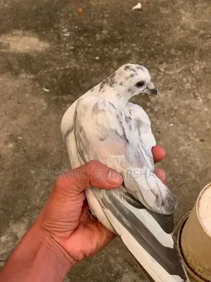 Pigeon