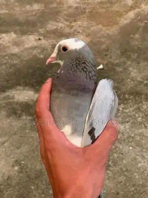 Pigeon