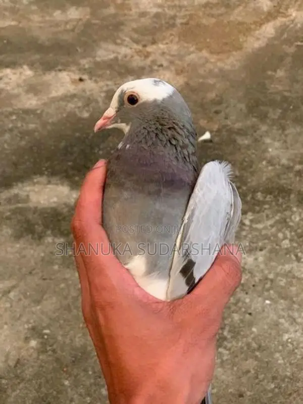 Pigeon