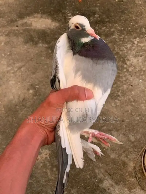 Pigeon