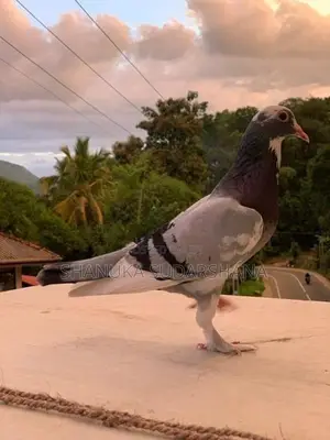 Pigeon