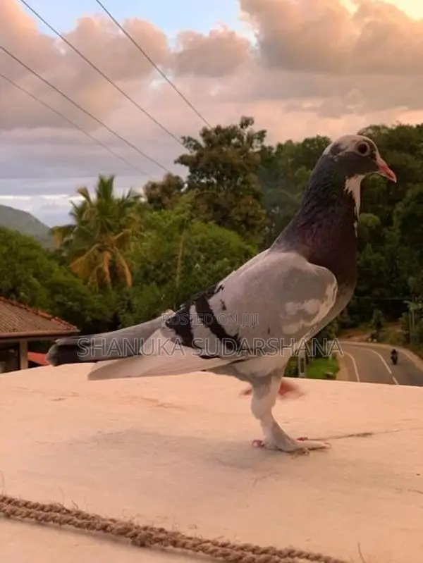 Pigeon