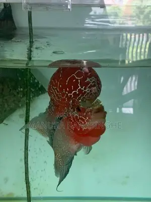 Flowerhorn Fish