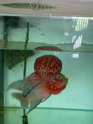 Flowerhorn Fish