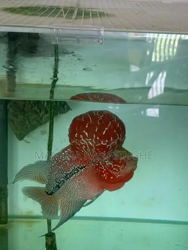 Flowerhorn Fish