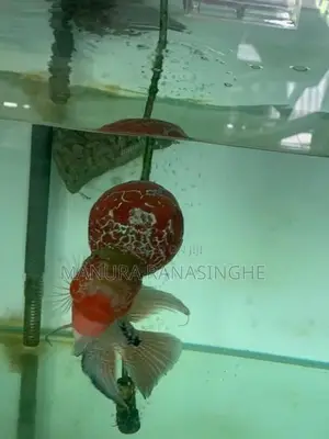 Flowerhorn Fish