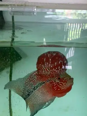 Flowerhorn Fish