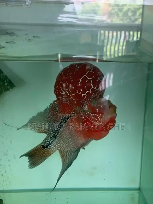 Flowerhorn Fish