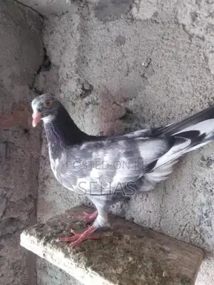 Pigeons