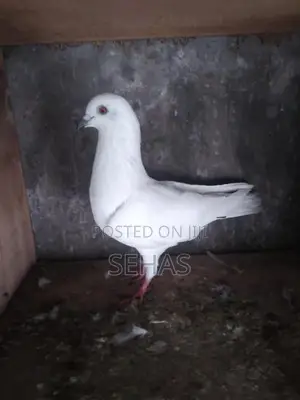 Pigeons