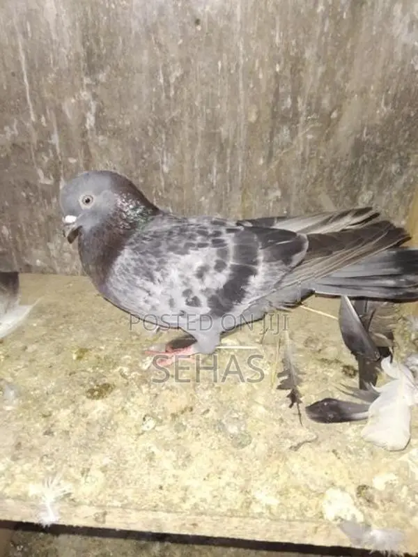Pigeons