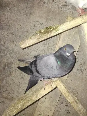 Pigeons