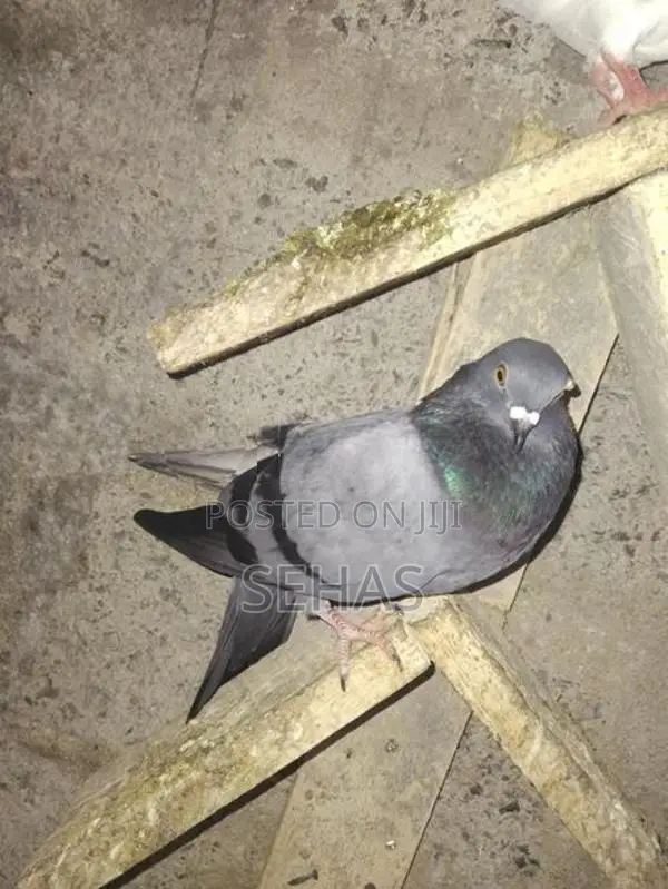 Pigeons