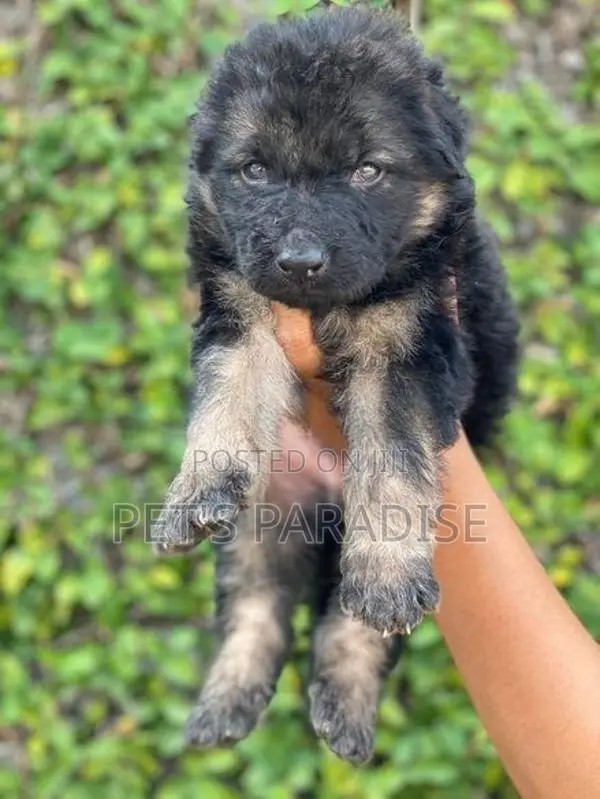German Shepherd puppy's