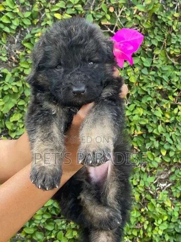German Shepherd puppy's