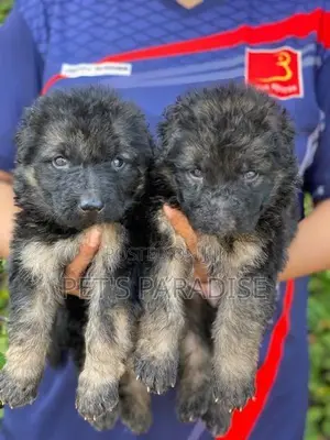 German Shepherd puppy's
