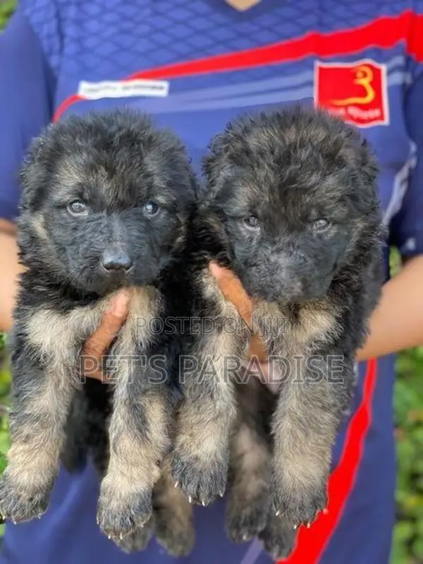 German Shepherd puppy's