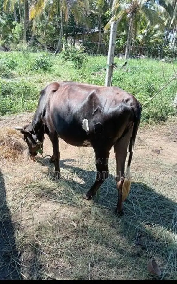 Kiri Harak
