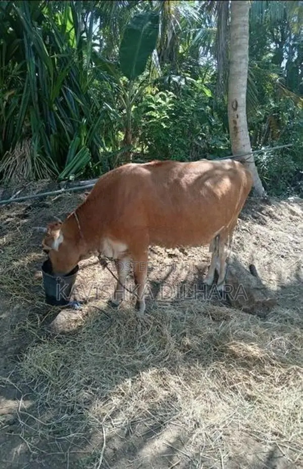 Kiri Harak