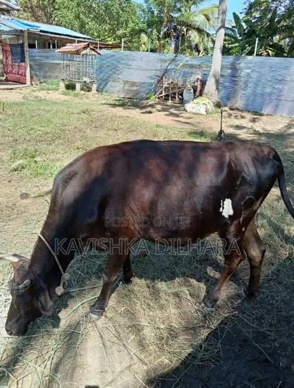 Kiri Harak