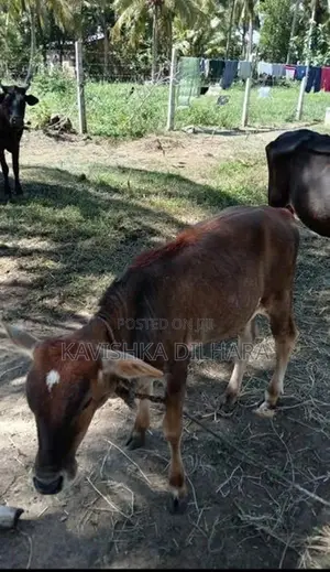 Kiri Harak