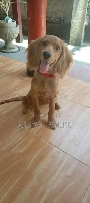බලු පැටියෙක්