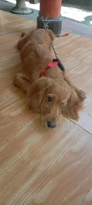බලු පැටියෙක්