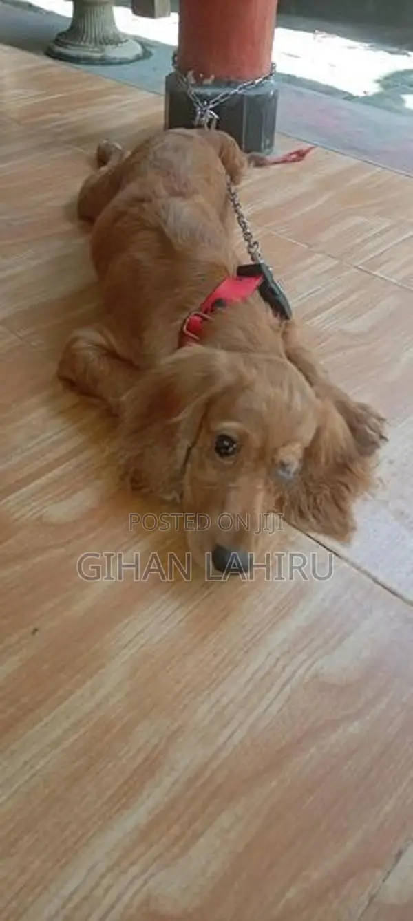බලු පැටියෙක්