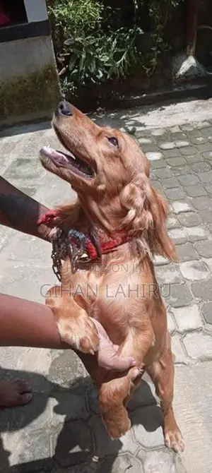 බලු පැටියෙක්