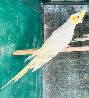 Cockatiel