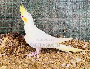Cockatiel