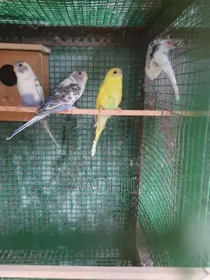 Harliquin Love Birds (Recessive Pied)