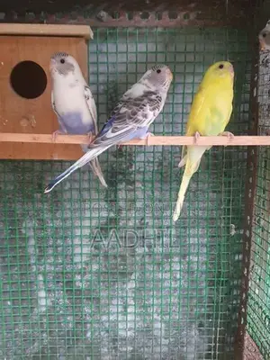 Harliquin Love Birds (Recessive Pied)