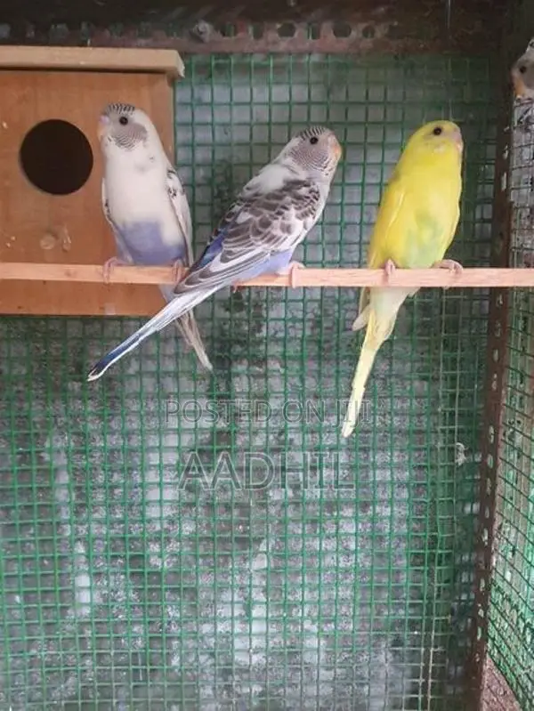 Harliquin Love Birds (Recessive Pied)