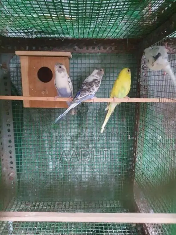 Harliquin Love Birds (Recessive Pied)